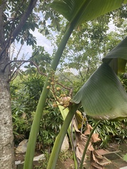 Couroupita guianensis