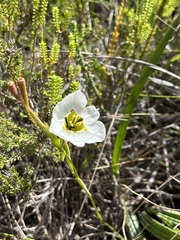 Moraea cantharophila