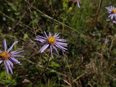 Eurybia surculosa