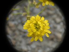 Sisymbrium austriacum
