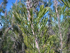 Paranomus bracteolaris