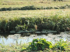 Nymphaea alba