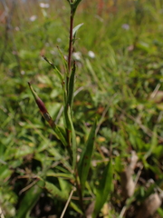 Eurybia surculosa