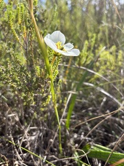 Moraea cantharophila