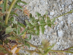 Sisymbrium austriacum