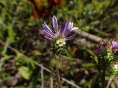 Eurybia surculosa