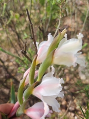 Gladiolus carneus