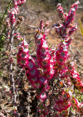 Maireana trichoptera