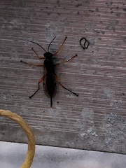 Pimpla rufipes