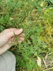 Cenolophium denudatum
