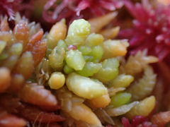 Sphagnum austinii