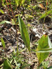 Eurybia surculosa