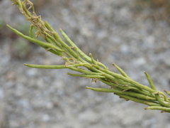 Sisymbrium austriacum