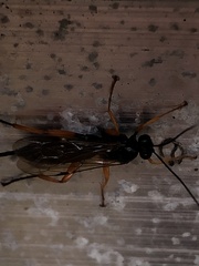 Pimpla rufipes