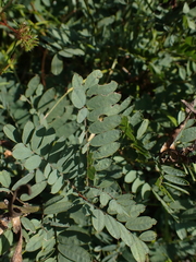 Tephrosia virginiana