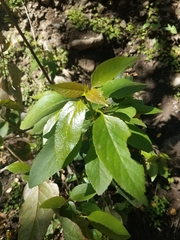 Aristotelia chilensis