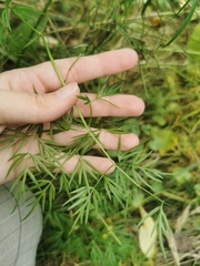 Cenolophium denudatum