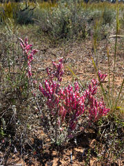 Maireana trichoptera