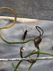 Pimpla rufipes