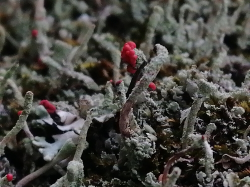 dutohlávka červenoplodá (Cladonia macilenta)