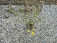 Sisymbrium austriacum