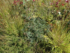 Tephrosia virginiana