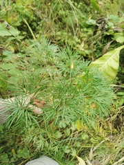 Cenolophium denudatum