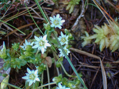 Gentiana douglasiana