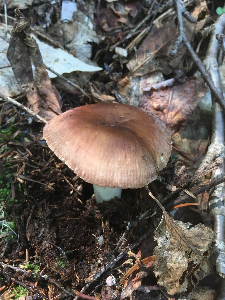 Russula brunneola