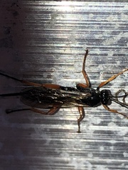 Pimpla rufipes