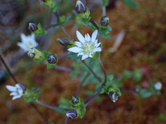 Gentiana douglasiana