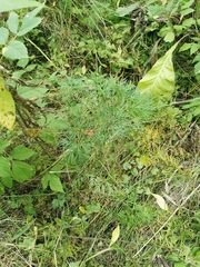 Cenolophium denudatum