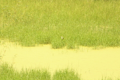 Jacana spinosa