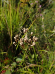 Sericocarpus linifolius