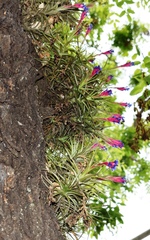 Tillandsia aeranthos