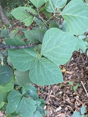 Pueraria montana