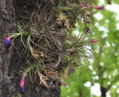 Tillandsia aeranthos