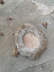 Lycoperdon echinatum