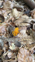 Calocera viscosa