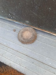 Lycoperdon echinatum