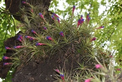 Tillandsia aeranthos