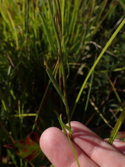 Sericocarpus linifolius