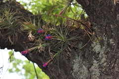 Tillandsia aeranthos