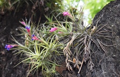 Tillandsia aeranthos