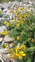 Arnica lanceolata