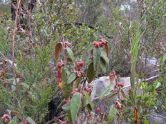 Lasiopetalum macrophyllum