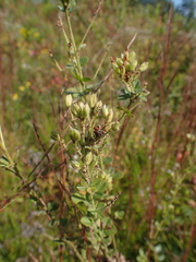 Lespedeza hirta