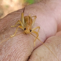 Camptonotus carolinensis