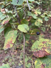 Amelanchier alnifolia