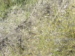 Eragrostis lehmanniana